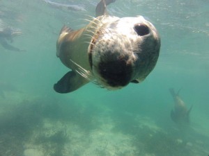 Snorkelling with the Sea Lions at Jurien Bay, WA 