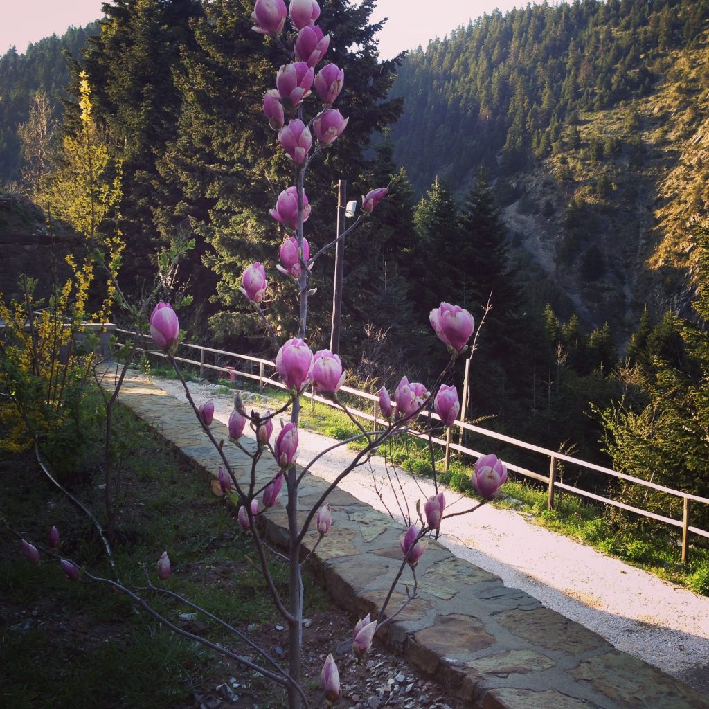 Gorgeous nature / hibiscus on our walk from Montanema Handmade Village into the Agrafa Mountains