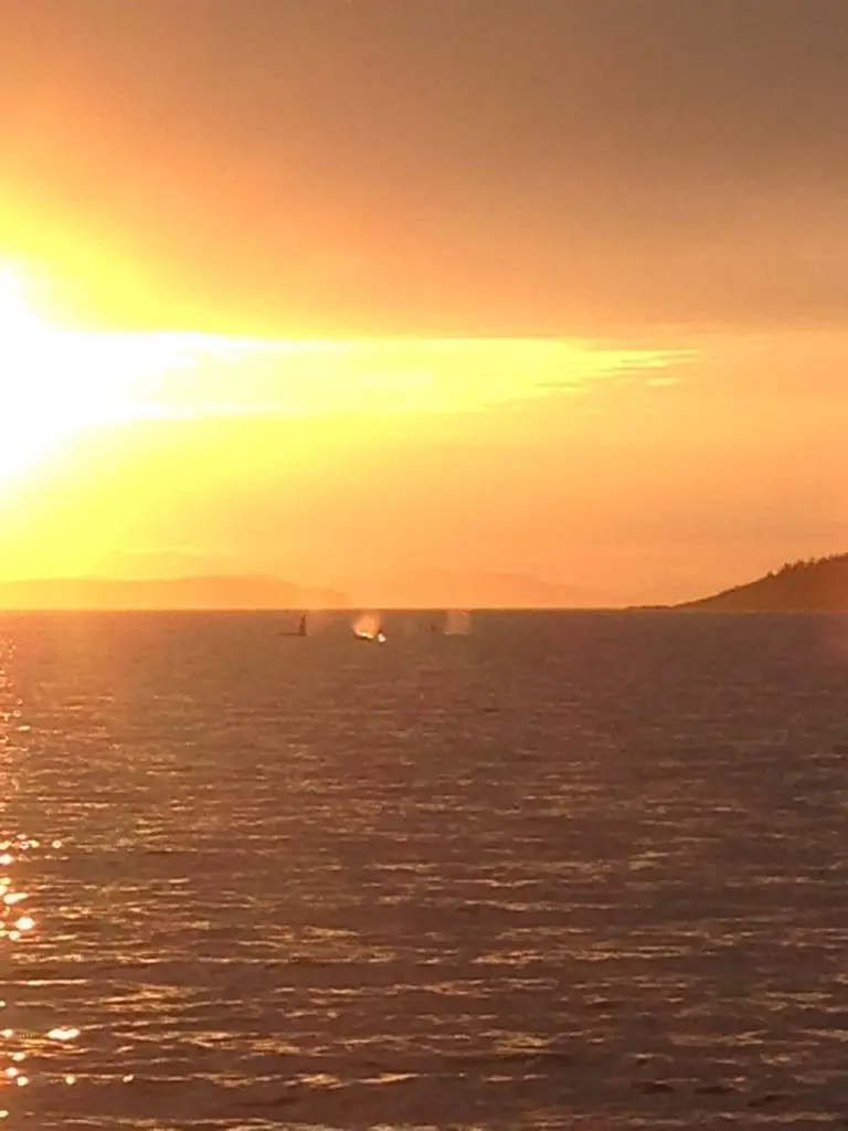 This awesome shot was taken when whale watching off San Juan Island at sunset
