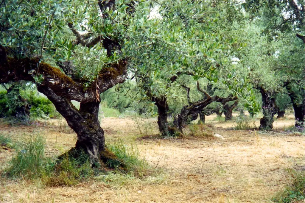 Literally, among the olive groves on Zakynthos island!