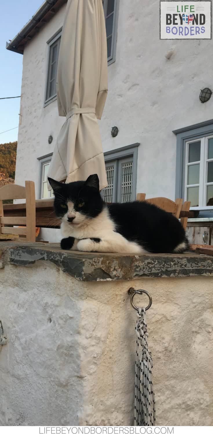 BellyPop the Cat at Nicaela's House - Hydra island - Greece