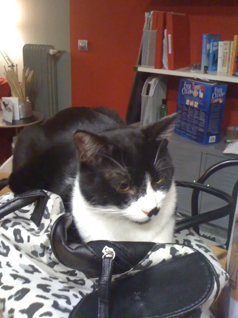 And my bag - Nine Lives Greece foster cat Linguine