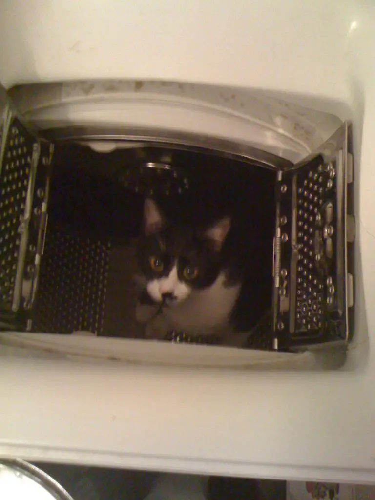 He also likes my washing machine - NineLives Greece foster cat Linguine