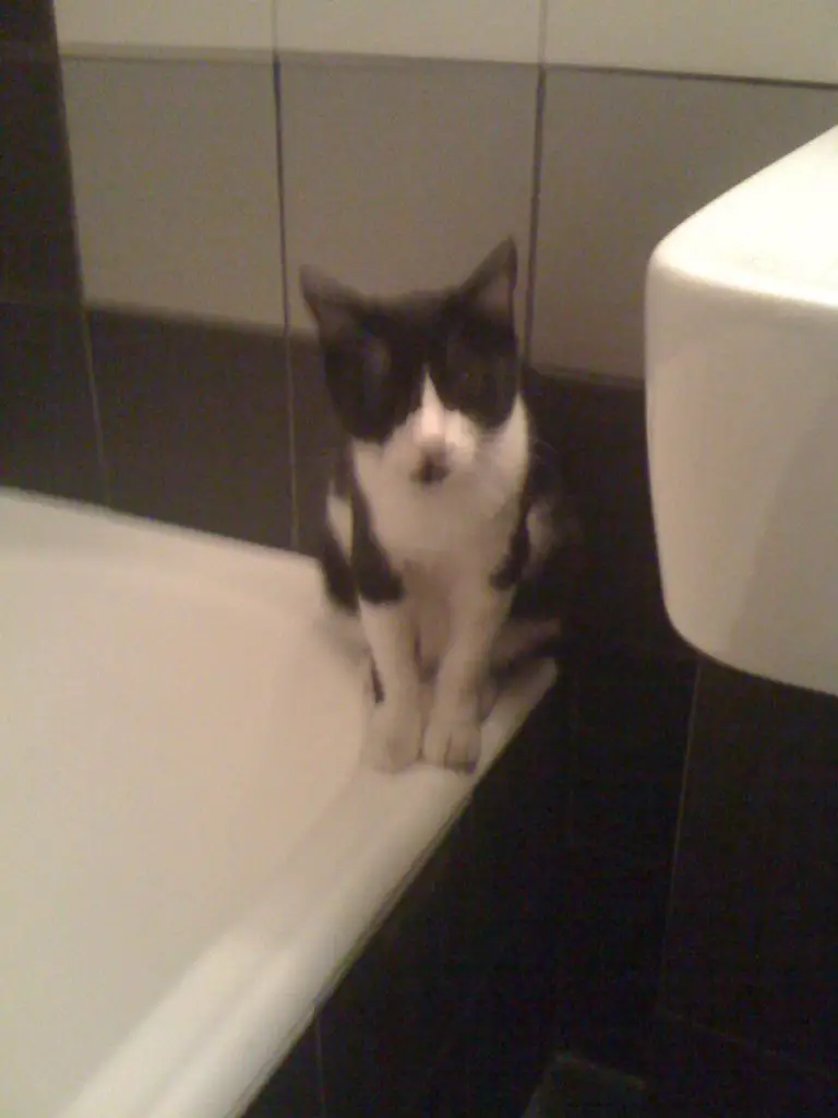 Linguine my Nine Lives Greece rescue cat likes the bathtub