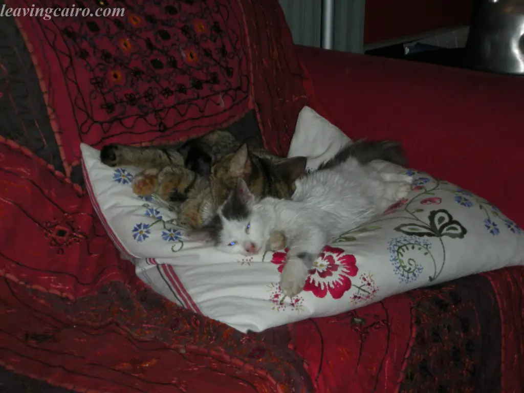 Mozart & Tabby