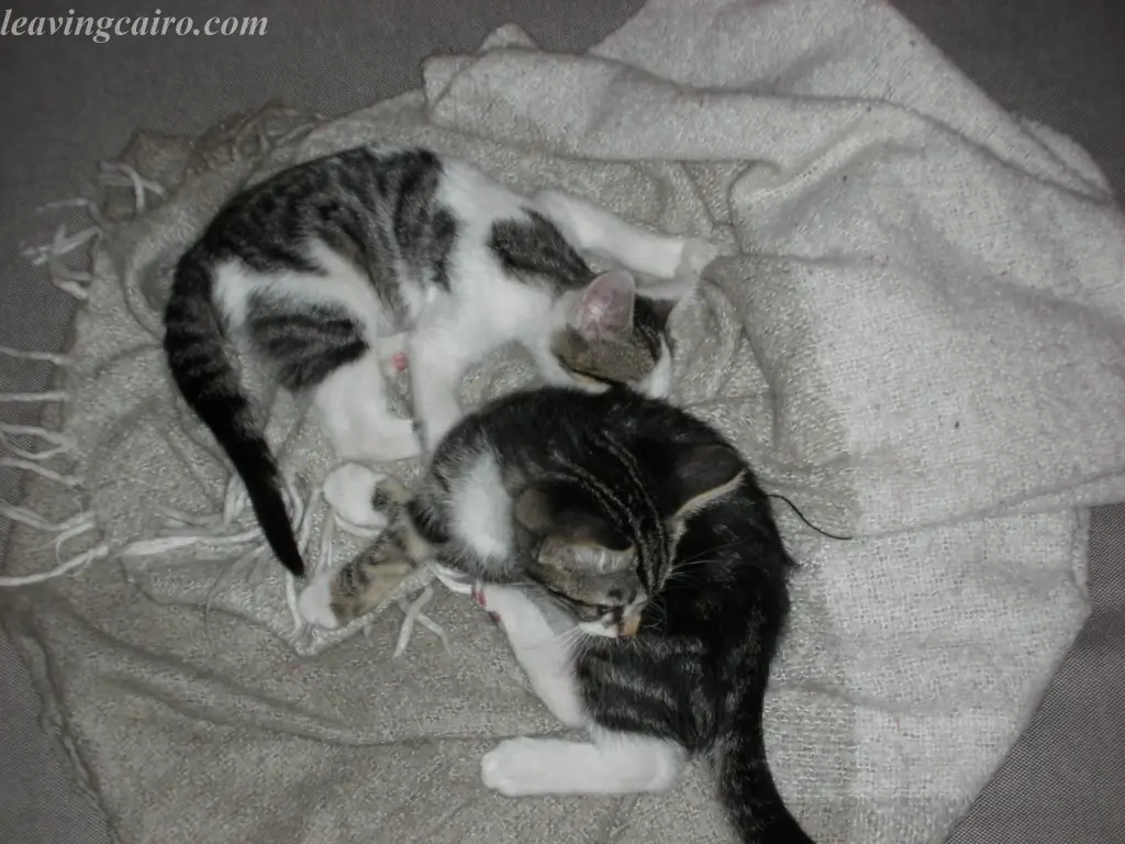 Cobweb & Cuddles