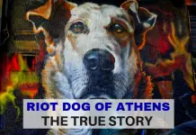 Riot Dog of Athens - the true story - LifeBeyondBorders