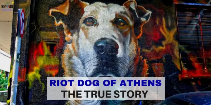 Riot Dog of Athens - the true story - LifeBeyondBorders