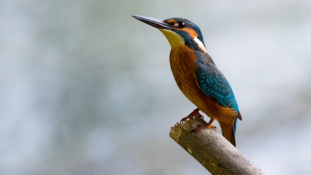 Photo by LubosHouska Halycions - kingfisher photo - LifeBeyondBorders