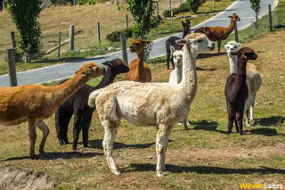 LeavingCairo_alpacas-new-zealand