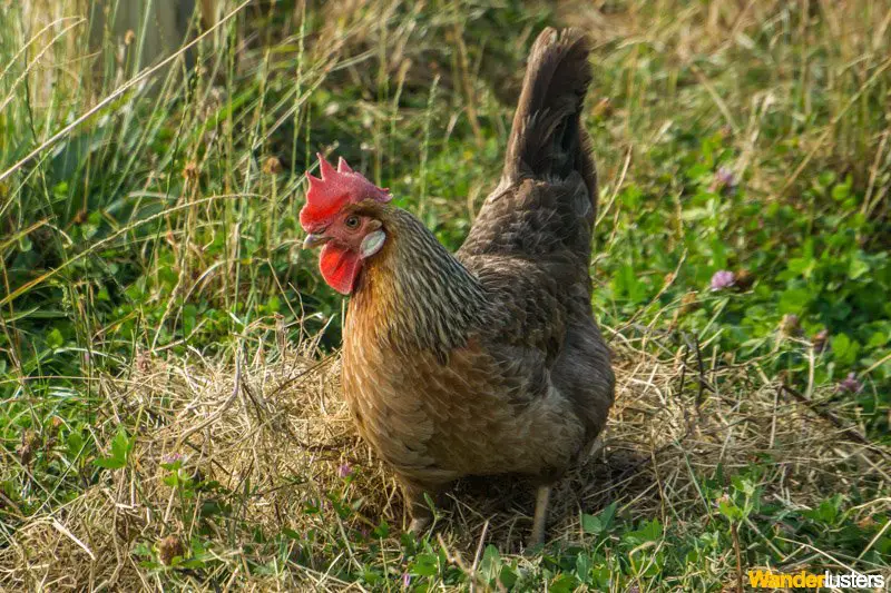 LeavingCairo_chickens-house-sitting