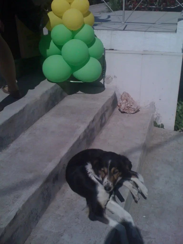And, of course, the rescue dog - now lovingly cared for
