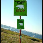 Beware beare the polar bear!