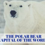 The Churchill Polar Bears – Manitoba, Canada