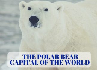 The Churchill Polar Bears - Manitoba, Canada