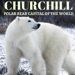 Visit the Churchill Polar Bears – Manitoba, Canada