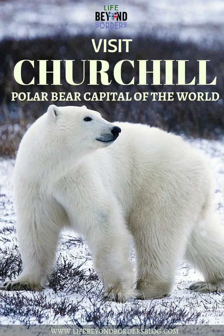 Visit the Churchill Polar Bears - Manitoba, Canada