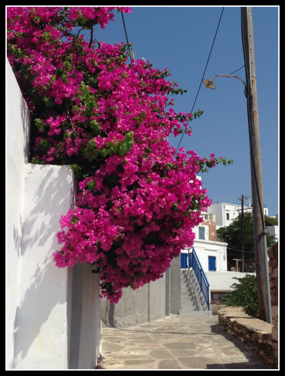 Bourgainvillia in Greece. Life Beyond Borders