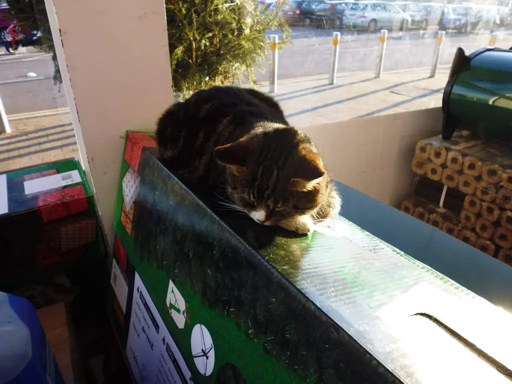 Mango - Tiverton's Tesco cat (he even has his own Facebook page) 