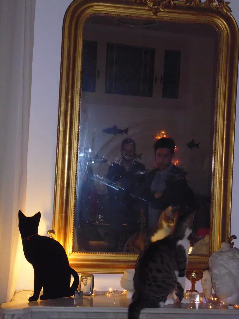Wandering into the living room - yes, with resident cat