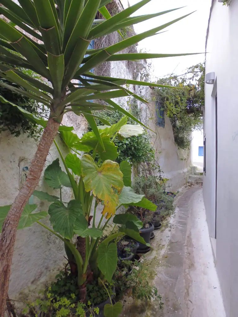 One of the many winding streets in Anafiotika - reminiscent of a Greek island village - Life Beyond Borders