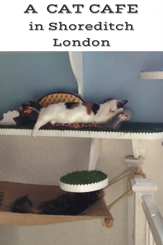 Lady Dinah s Cat Cafe London Lady Dinah s Cat Cafe London