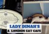 Cat Cafe - London - Lady Dinah's - LifeBeyondBorders
