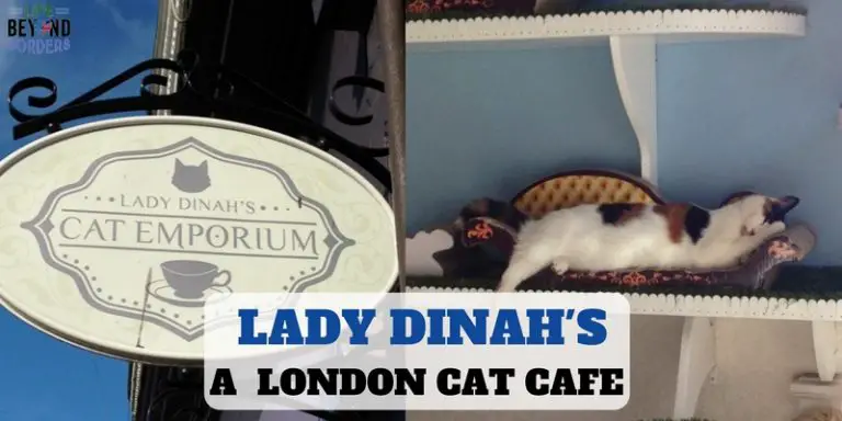 Cat cafe London – Lady Dinah’s Cat Cafe Shoreditch