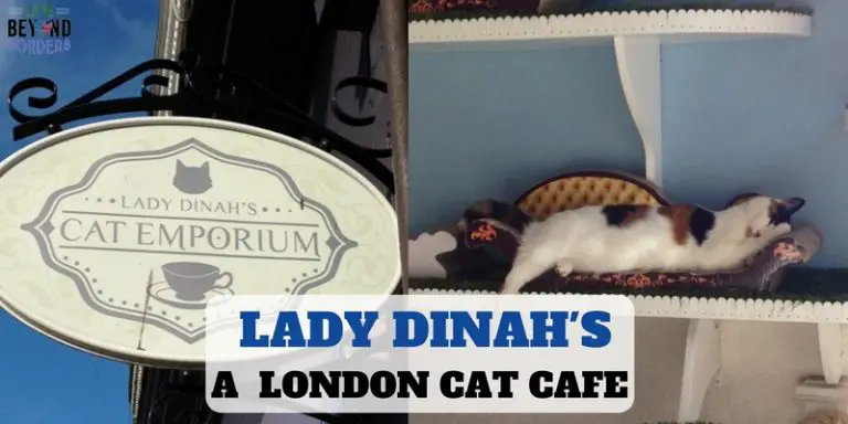 Cat Cafe - London - Lady Dinah's - LifeBeyondBorders