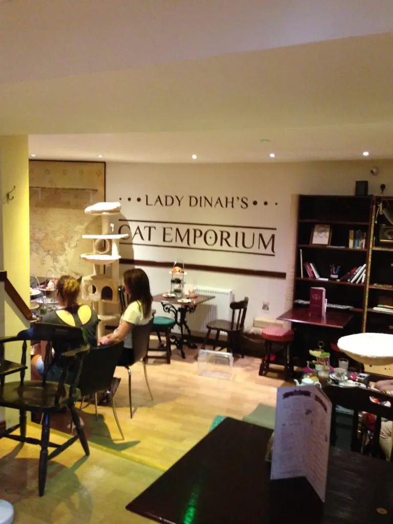 Downstairs seating area of Lady Dinah's Cat Emporium