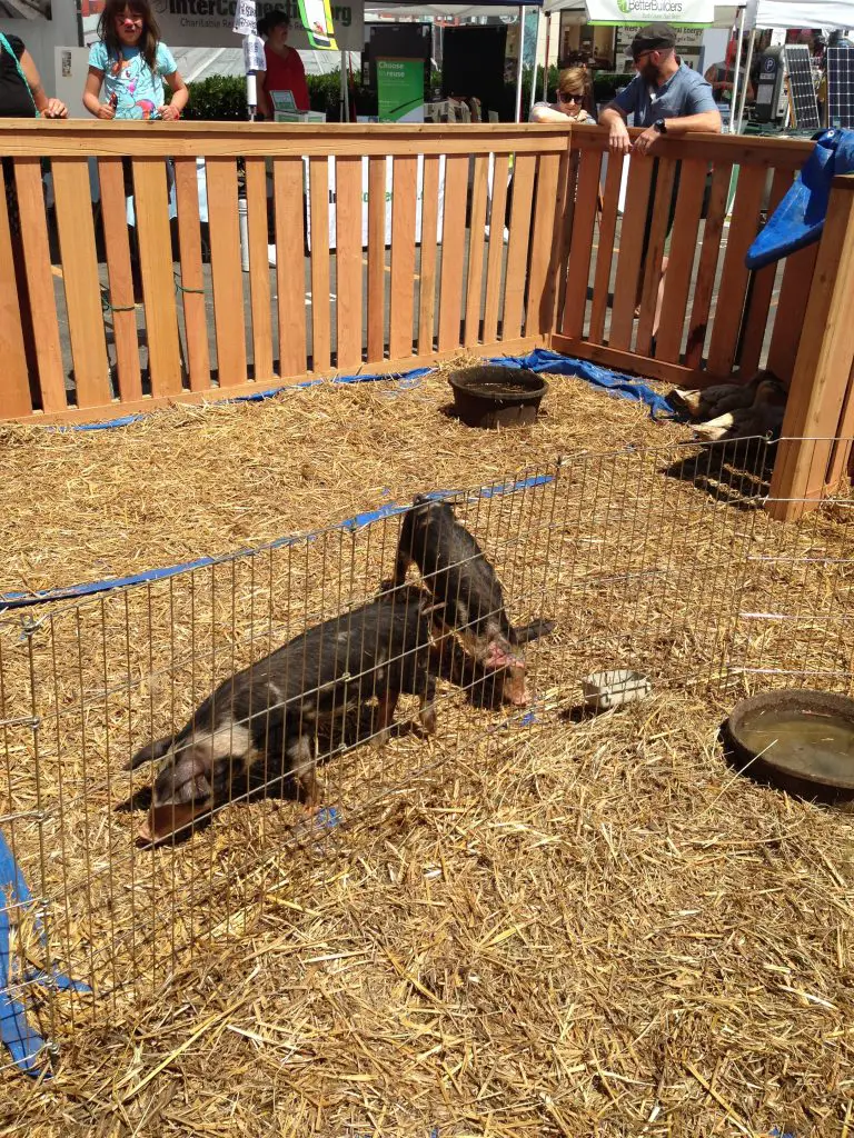 Farmer's Market with pen of piglets at West Seattle Summer Fest