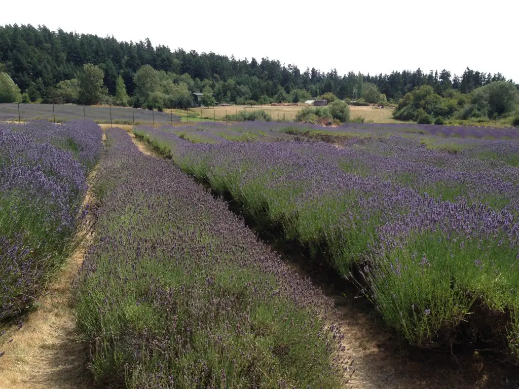 Miles upon miles of purple at the Pelindaba Lavender Farm - San Juan Island - Washington State - LifeBeyondBorders