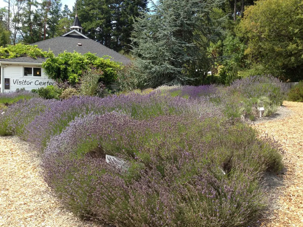 Beautiful lavender plants at Pelindaba Lavender Farm on San Juan Island - LifeBeyondBorders