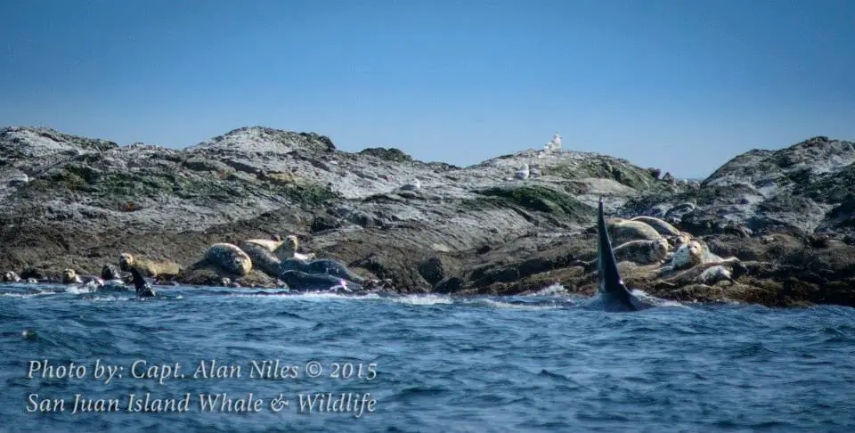 Orcas hunting seals whilst whale watching on the San Juan islands - LifeBeyondBorders