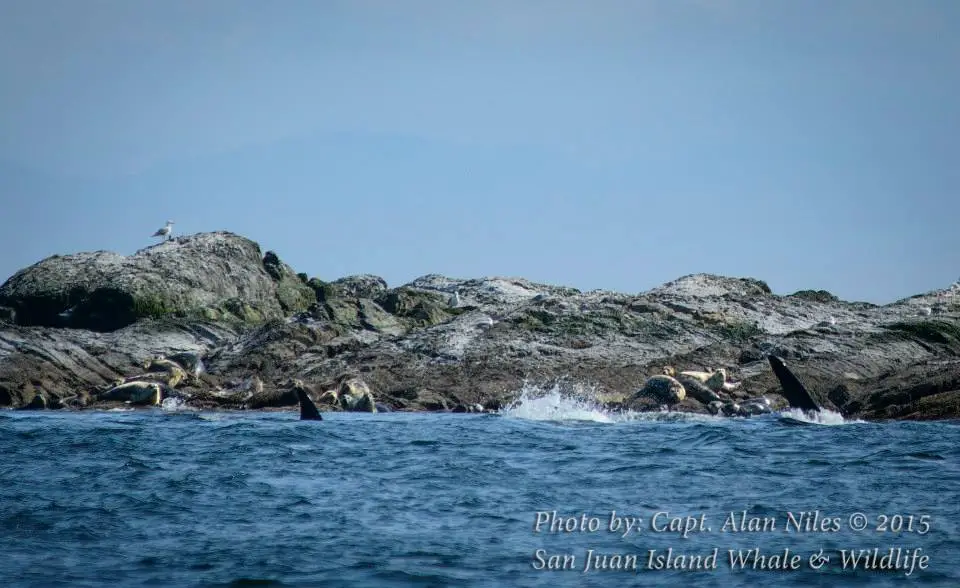 Seal toast? Whale watching off the San Juan Islands - LifeBeyondBorders