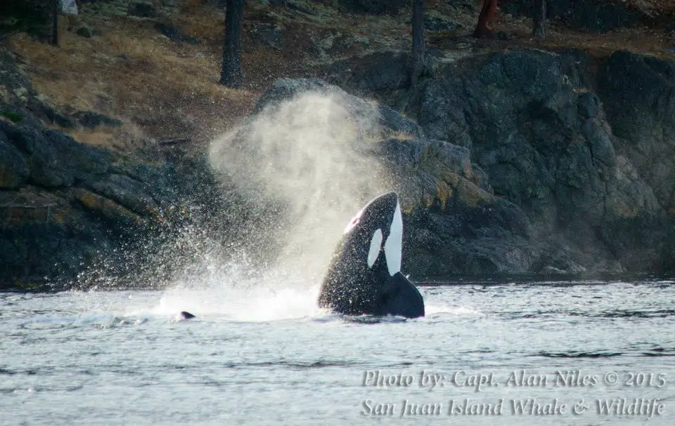 Popping head up for a look - where are the seals? Whale Watching off San Juan Island - LifeBeyondBorders