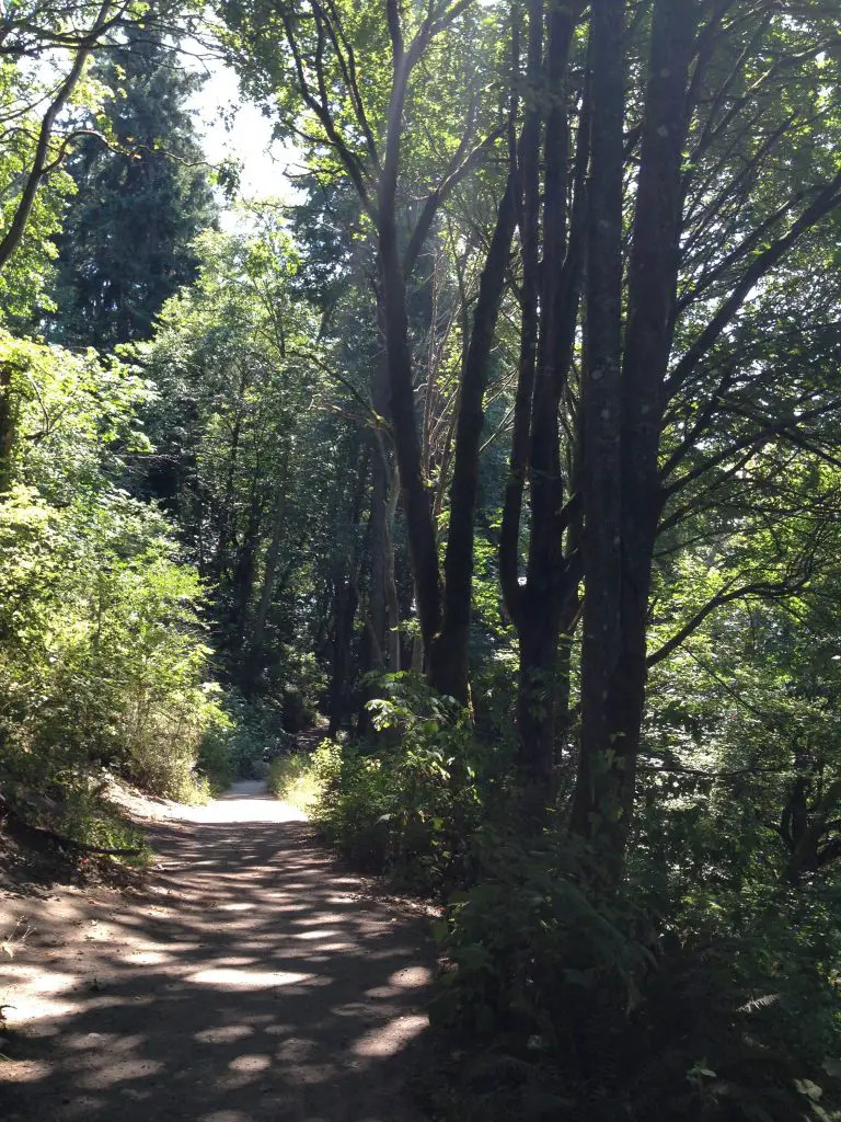 Beautiful treelined trails