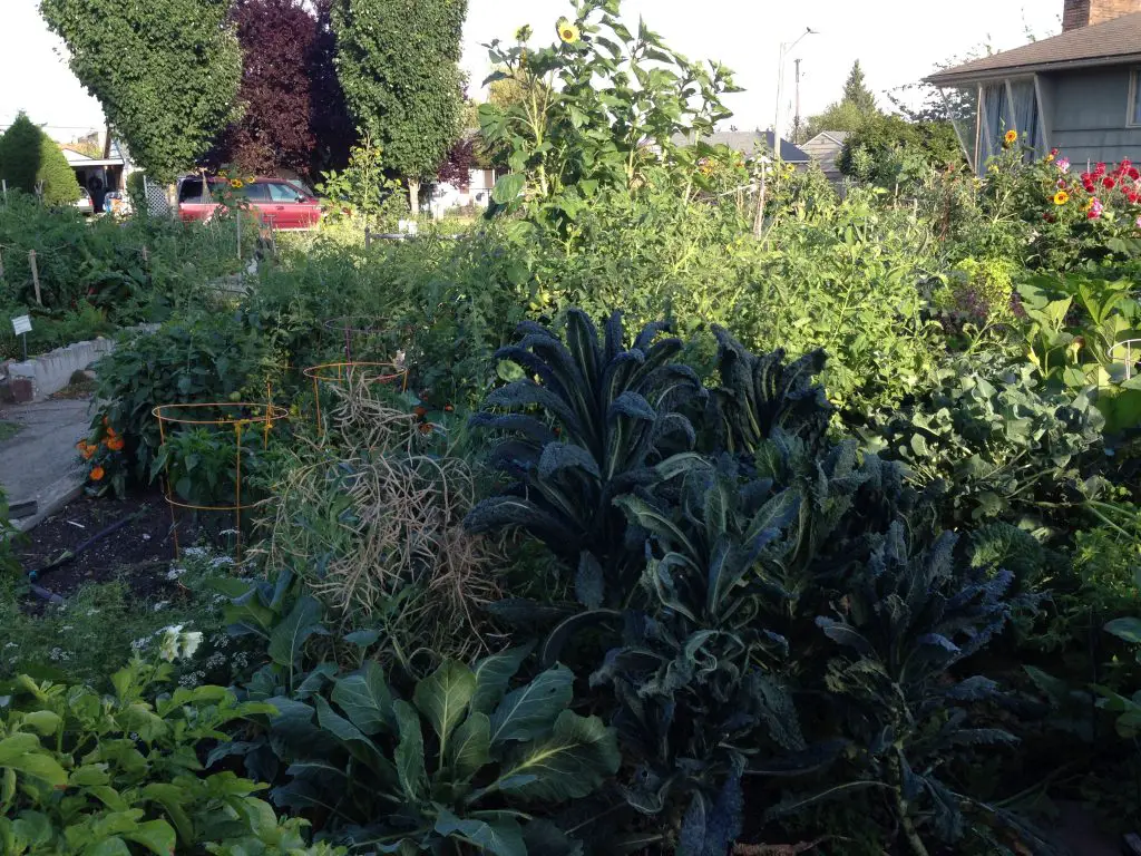 Produce is grown at theBarton Street Patch