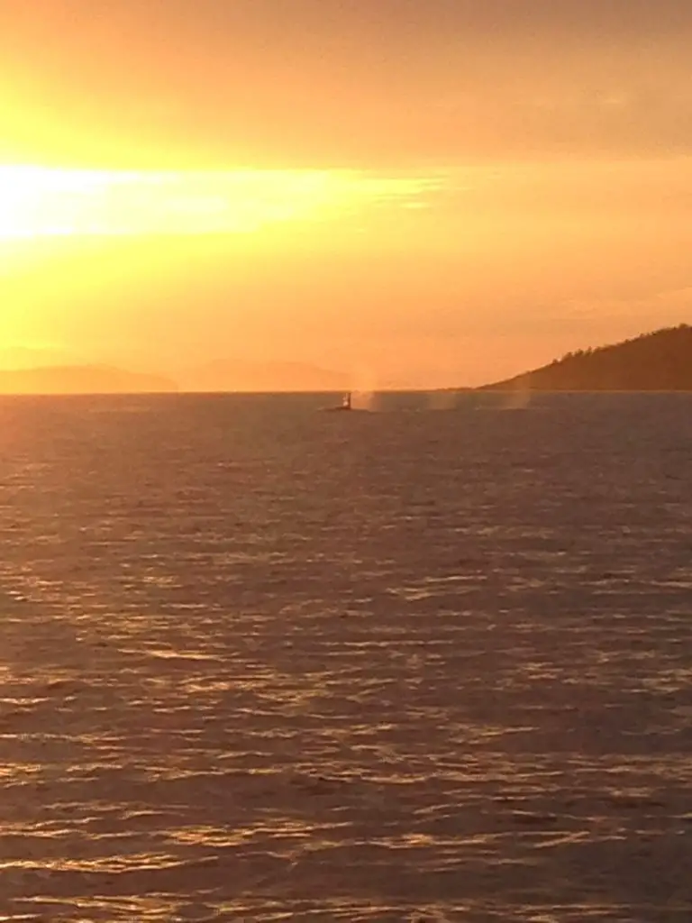 Whales spouting at sunset