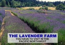 Lavender Farm on San Juan island - Pacific Northwest - LifeBeyondBorders