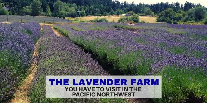 Lavender Farm on San Juan island - Pacific Northwest - LifeBeyondBorders