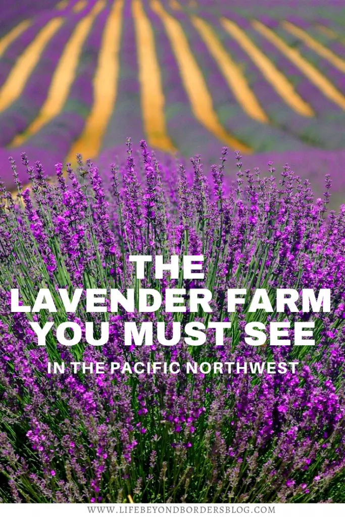 Lavender Farm on San Juan islands - Seattle - LifeBeyondBorders