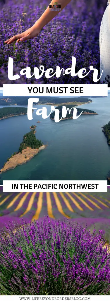 Lavender Farm on the Pacific Northwest near Seattle - LifeBeyondBorders