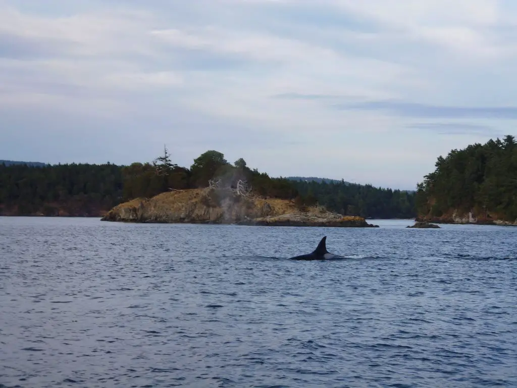 Whale watching on the San Juan Islands - Pacific Northwest - spotting an Orca - LifeBeyondBorders