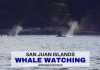 Whale Watching San Juan Islands - LifeBeyondBorders