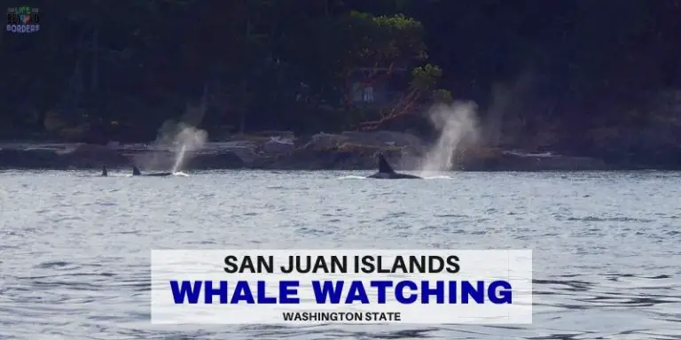 Whale Watching off the San Juan Islands