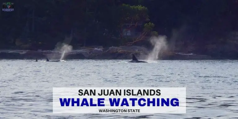 Whale Watching San Juan Islands - LifeBeyondBorders