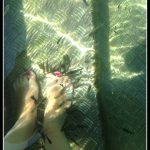 Being nibbled by Garru fish at Vouliagmenis Lake along the #Athens Riviera, #Greece – LifeBeyondBorders