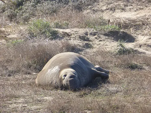 Northern elephant seal, Año Nuevo State Park, California by vonlohmann Ano Nuevo State Park photo