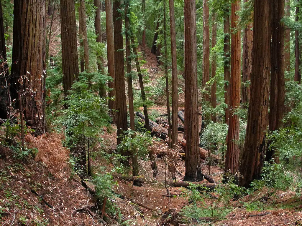 Redwood forest in Big Basin Redwoods State Park by MiguelVieira Big Basin Redwoods State Park photo
